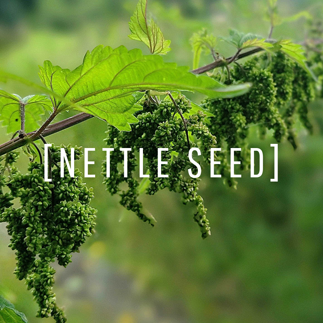 Nettle Seed Oil