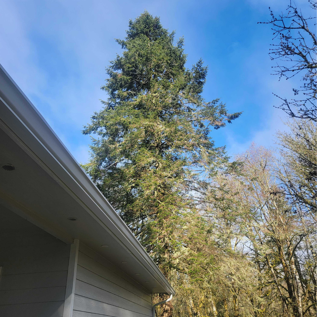 Spruce Oil
