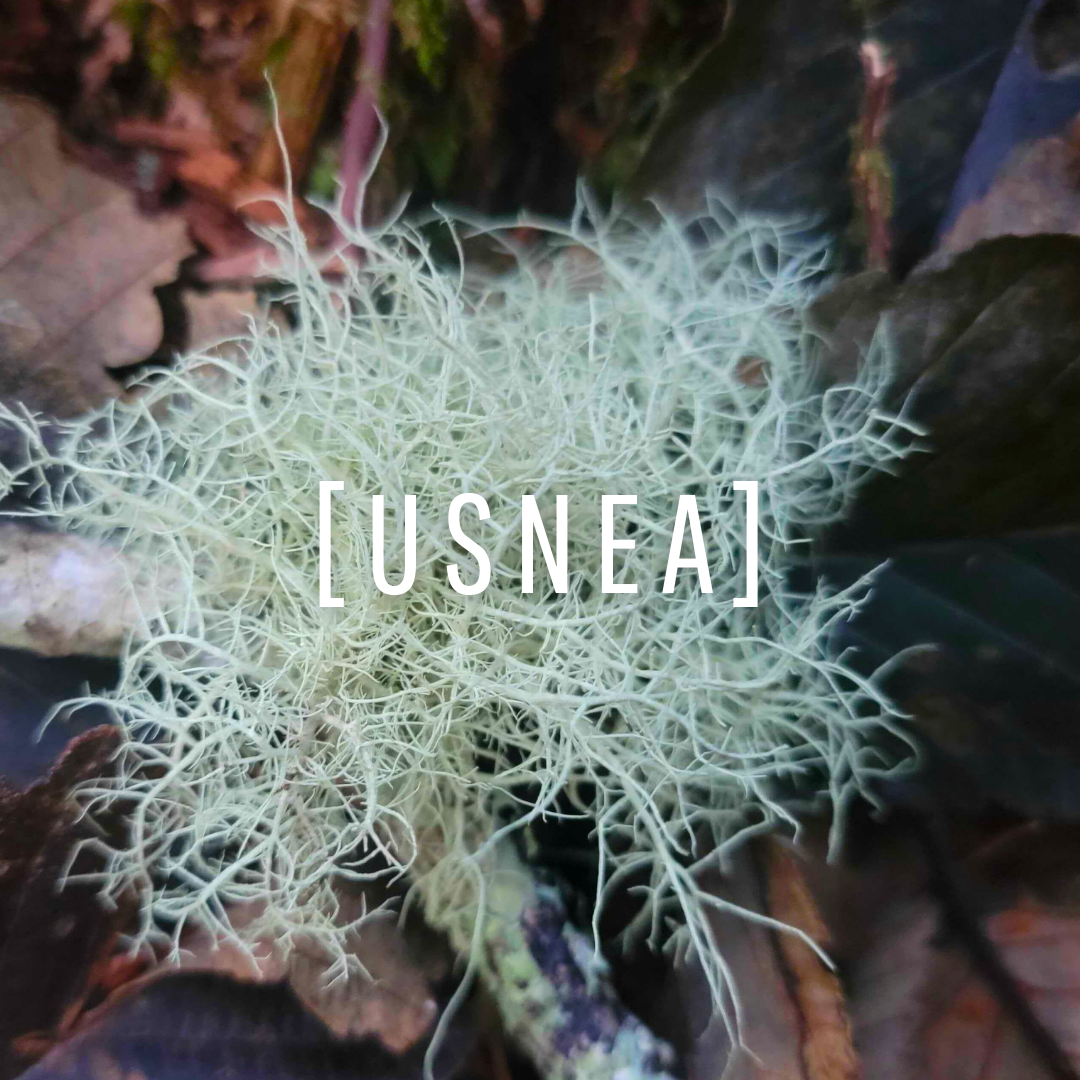 Usnea Oil