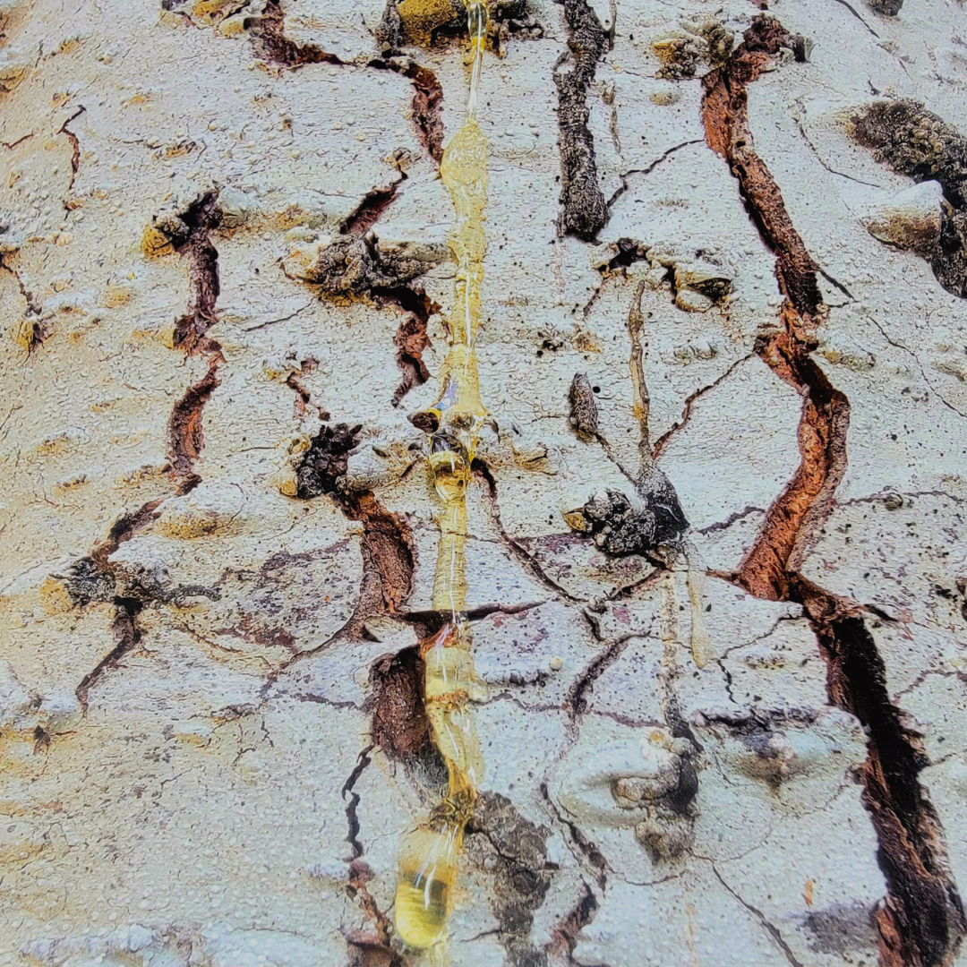 Forest Butter