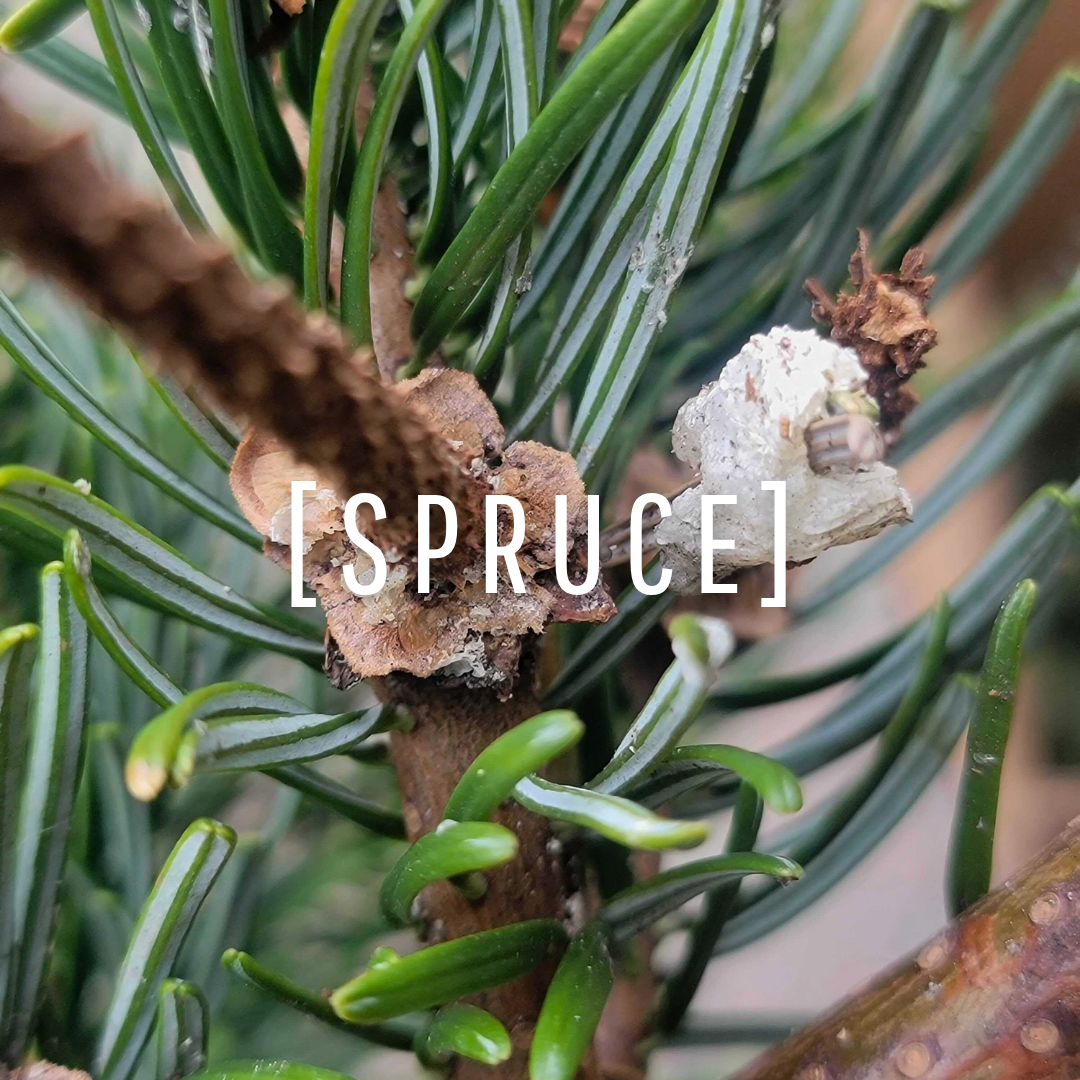 Spruce Oil
