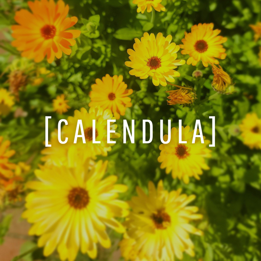 Calendula Oil (yellow flowers only)