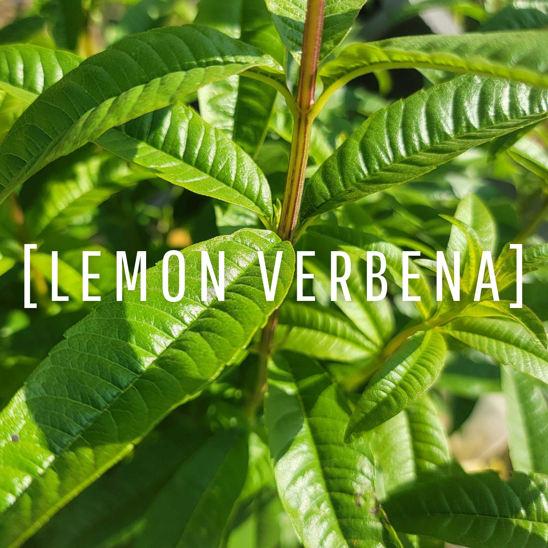 Lemon Verbena Oil