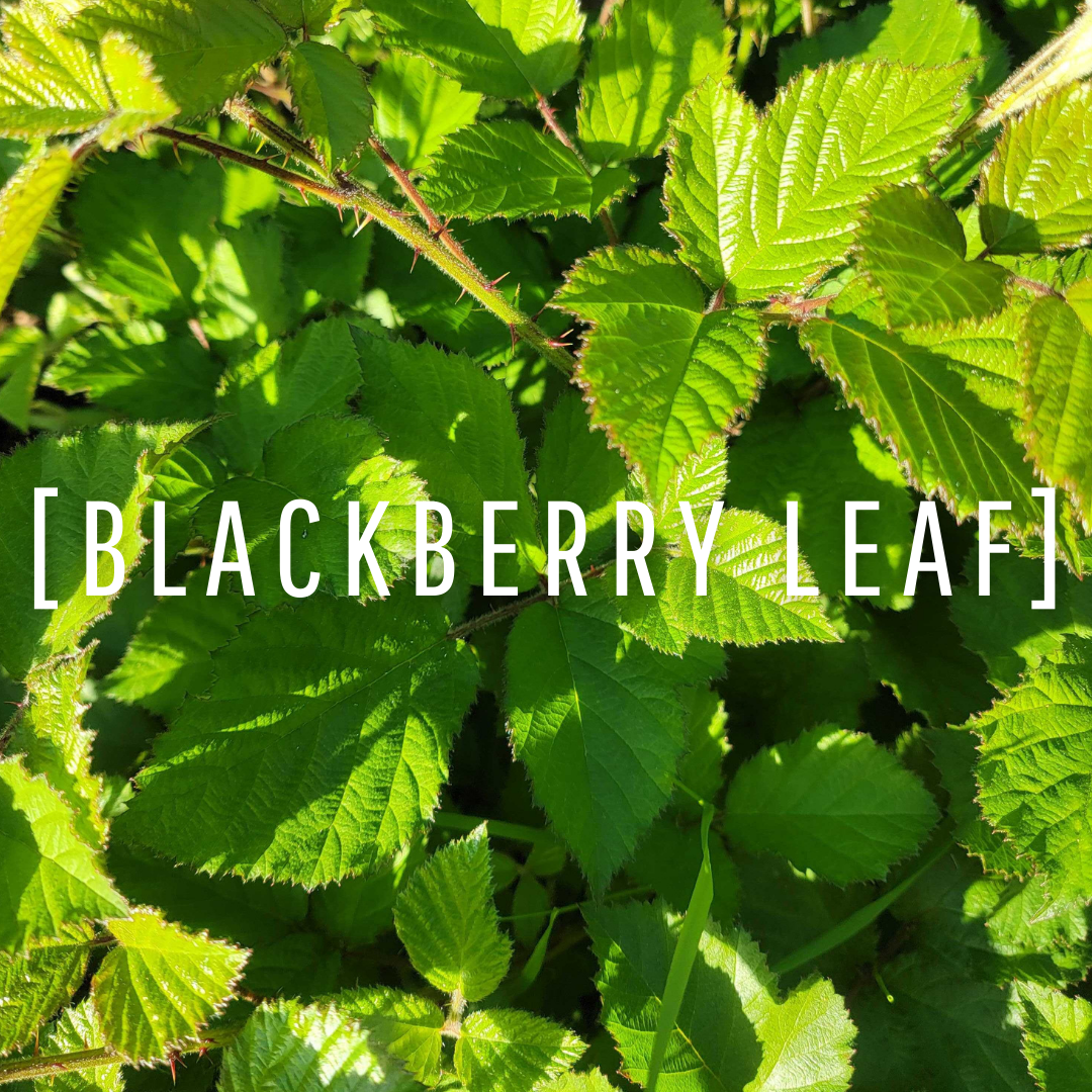 Blackberry Leaf Oil