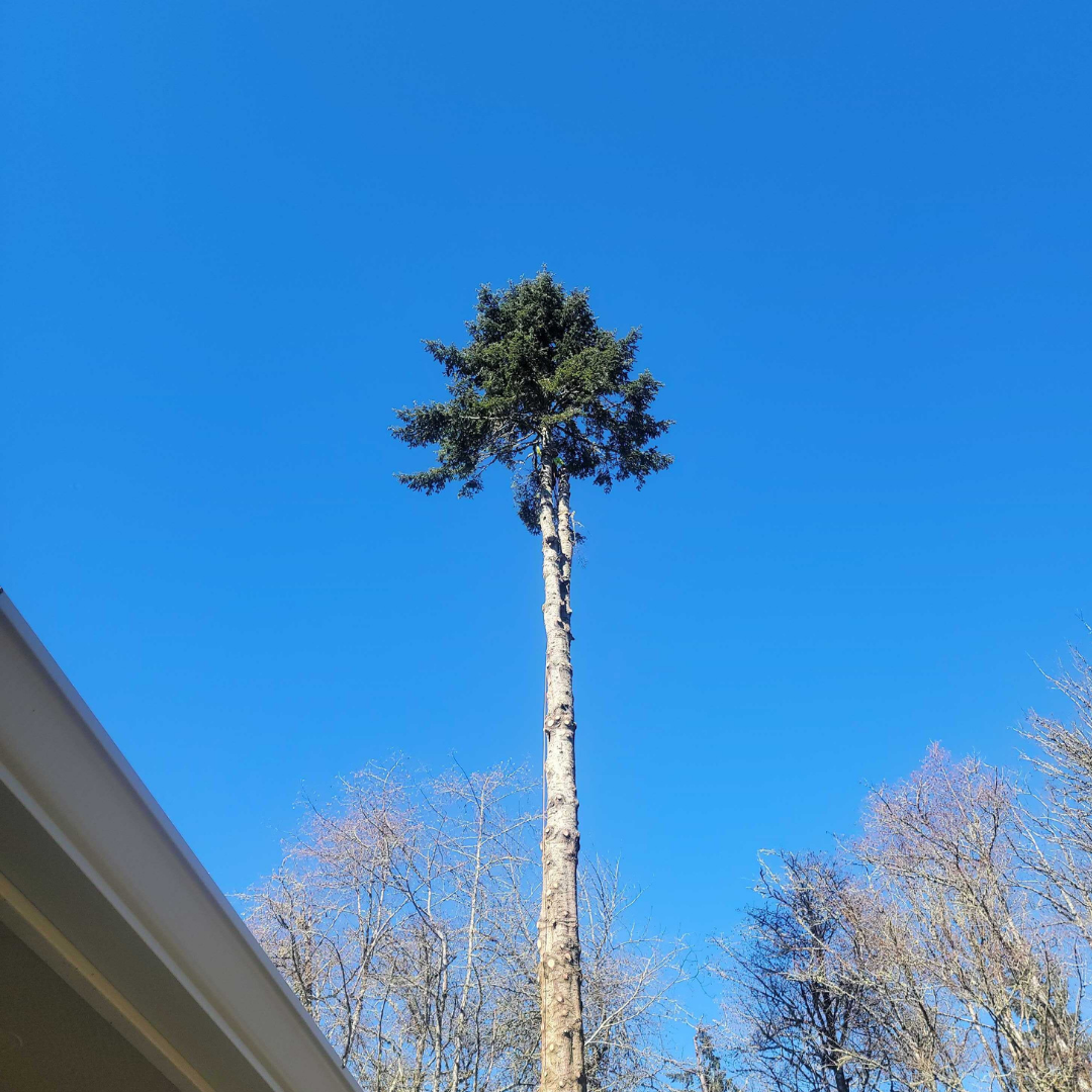 Spruce Oil