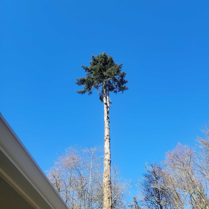 Spruce Oil