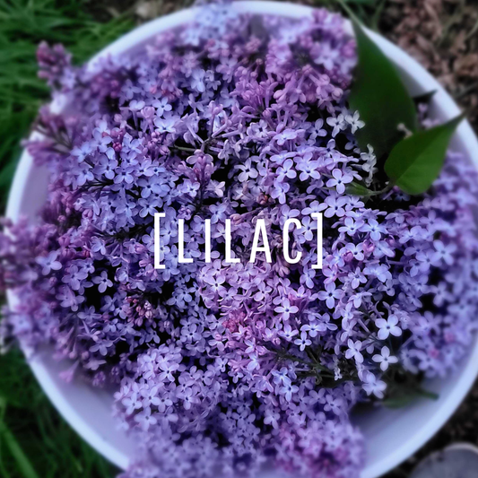 Lilac Oil