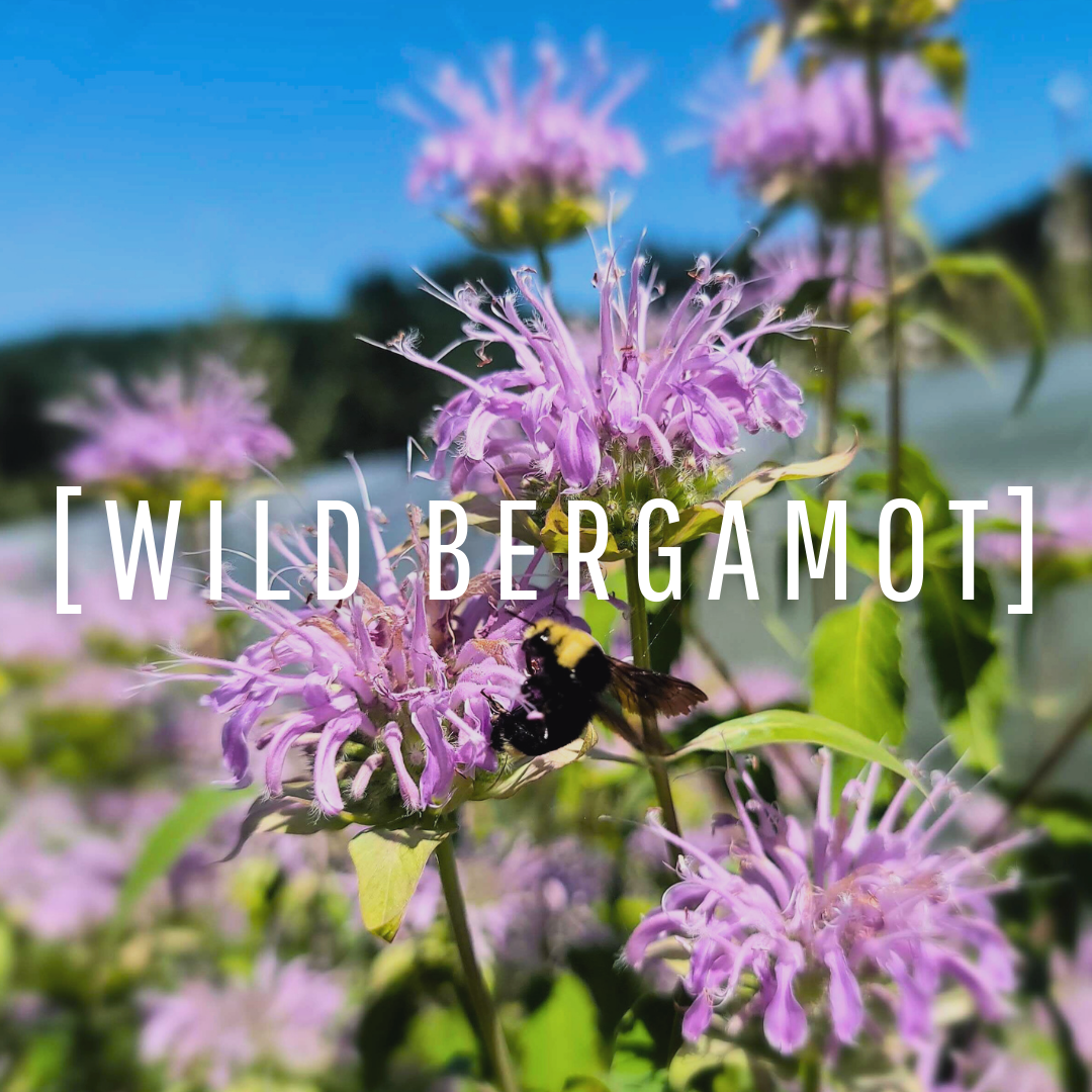 Wild Bergamot Oil