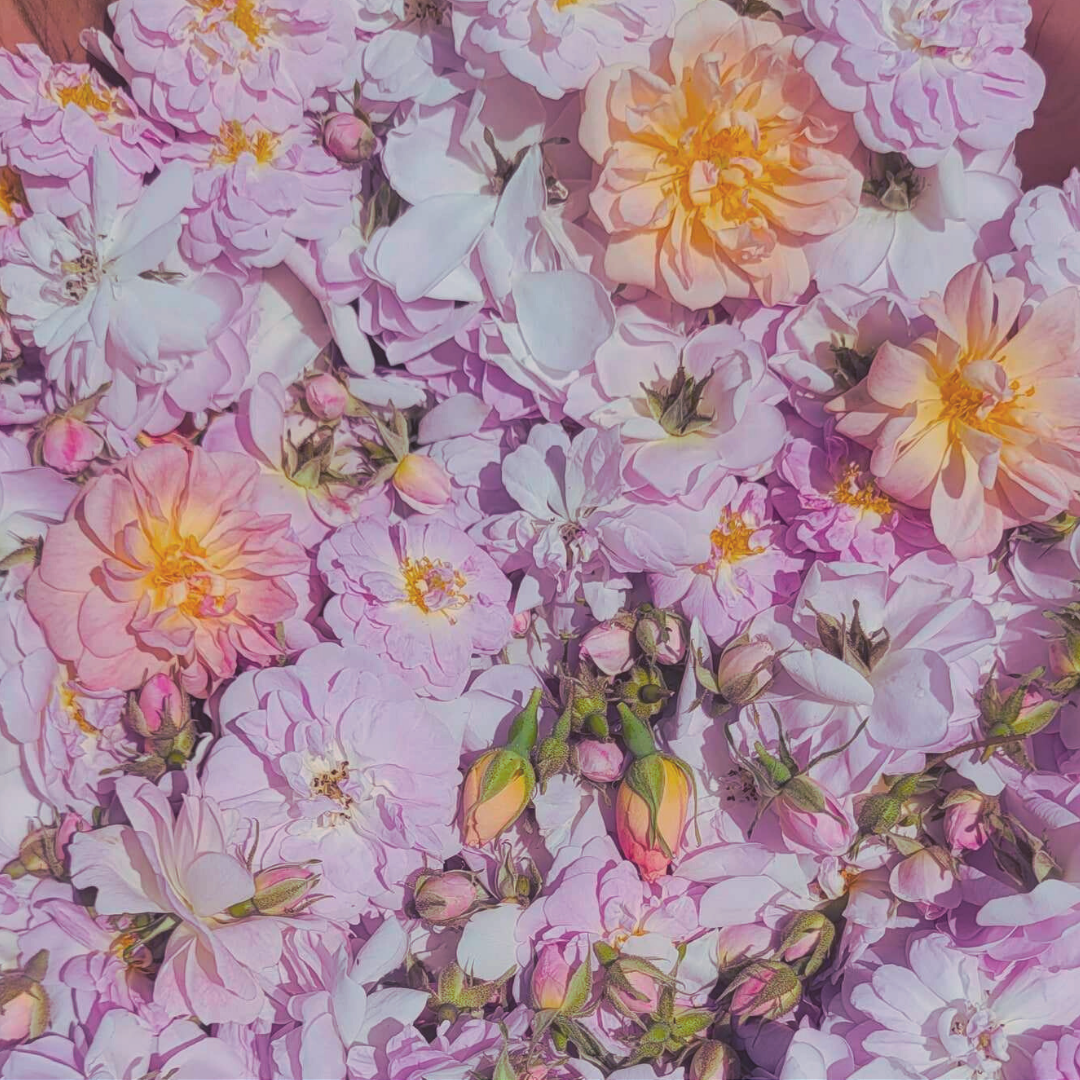 Rose Skin Serum