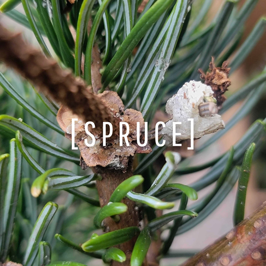 Spruce Oil